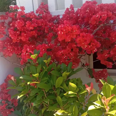 Apartamento Hibiskus Bol