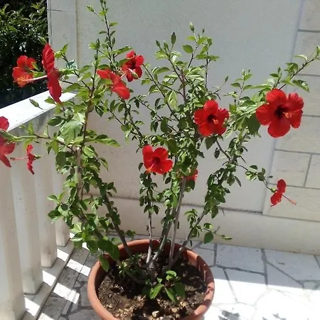 Appartement Hibiskus Bol