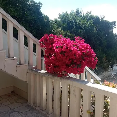 Hibiskus * Bol