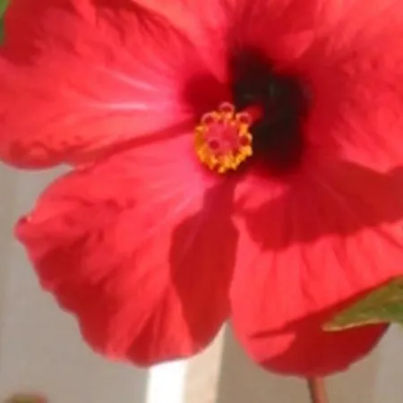 Hibiskus Apartment Bol