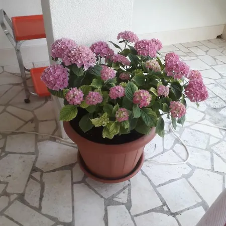 Hibiskus Appartement