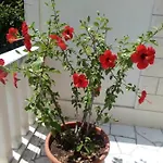 Lägenhet Hibiskus Bol