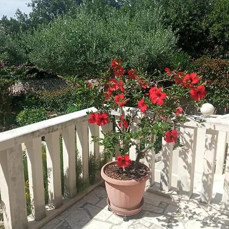 Hibiskus דירה בול