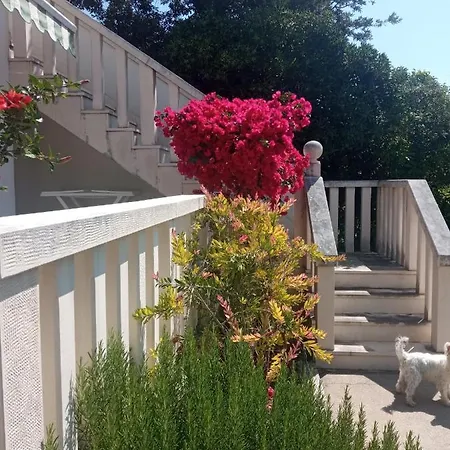Hibiskus בול