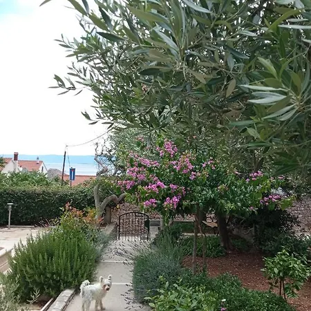 Hibiskus בול